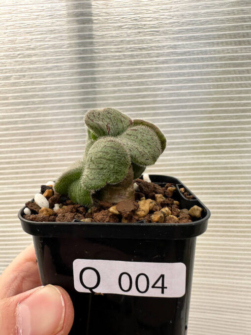 【現品限り】チレコドン・ノルティ【Q4】 Tylecodon nolteei【植物】塊根植物 夏型 コーデックス