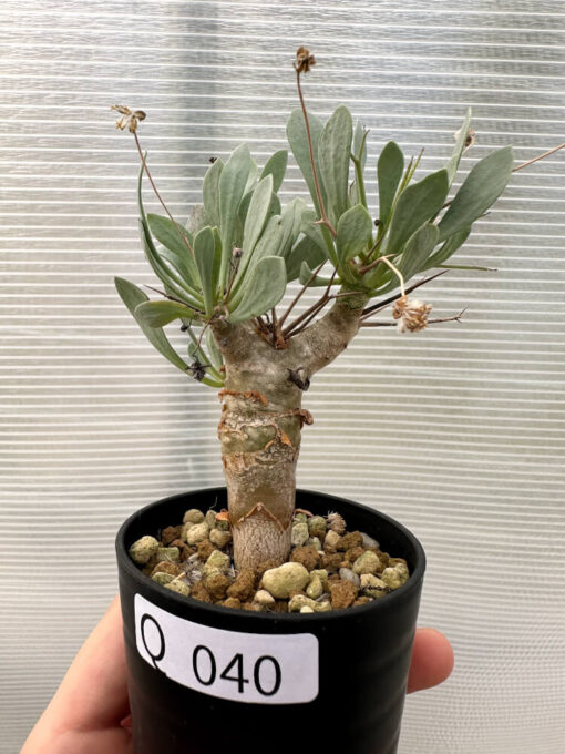 【現品限り】オトンナ・ユーフォルビオイデス【Q40】 Othonna euphorbioides【植物】塊根植物 夏型 コーデックス