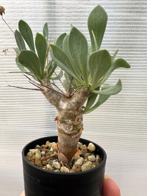 【現品限り】オトンナ・ユーフォルビオイデス【Q40】 Othonna euphorbioides【植物】塊根植物 夏型 コーデックス - 画像 (3)