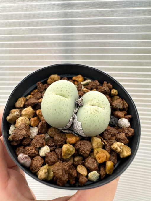 【現品限り】コノフィツム・カルキュラス【Q41】 Conophytum calculus【植物】塊根植物 夏型 コーデックス - 画像 (2)