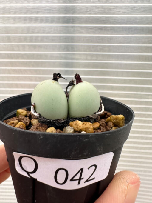 【現品限り】コノフィツム・カルキュラス【Q42】 Conophytum calculus【植物】塊根植物 夏型 コーデックス