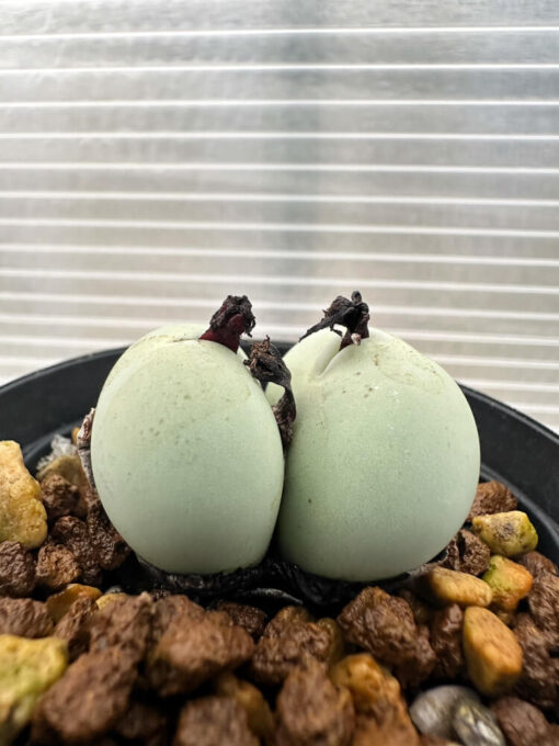 【現品限り】コノフィツム・カルキュラス【Q42】 Conophytum calculus【植物】塊根植物 夏型 コーデックス - 画像 (3)