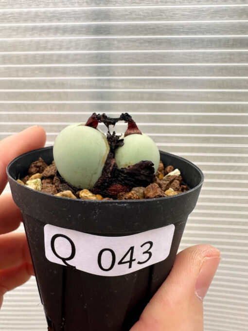 【現品限り】コノフィツム・カルキュラス【Q43】 Conophytum calculus【植物】塊根植物 夏型 コーデックス