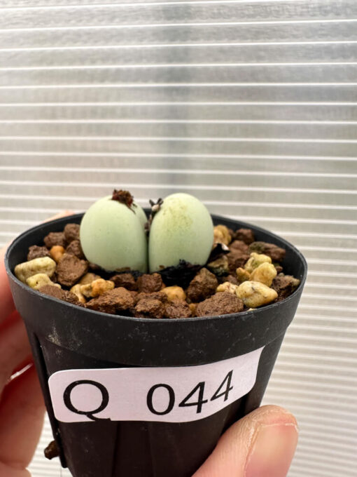 【現品限り】コノフィツム・カルキュラス【Q44】 Conophytum calculus【植物】塊根植物 夏型 コーデックス