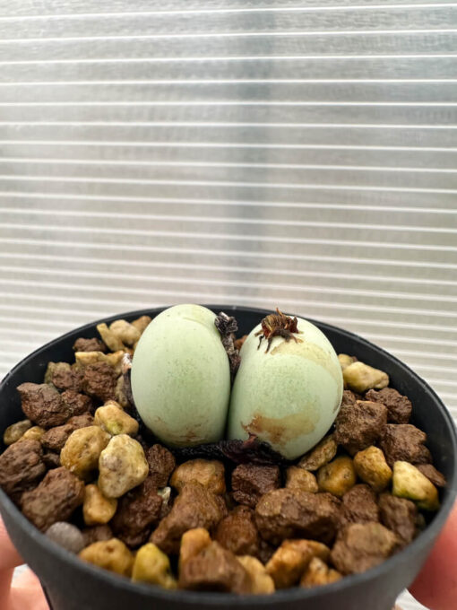 【現品限り】コノフィツム・カルキュラス【Q44】 Conophytum calculus【植物】塊根植物 夏型 コーデックス - 画像 (3)