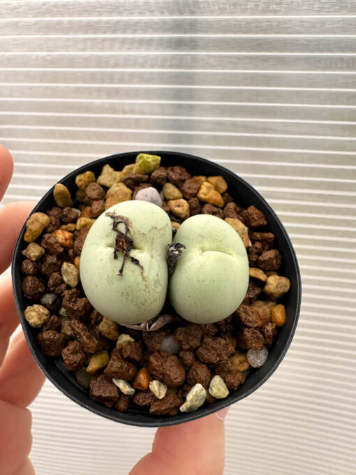 【現品限り】コノフィツム・カルキュラス【Q45】 Conophytum calculus【植物】塊根植物 夏型 コーデックス - 画像 (2)