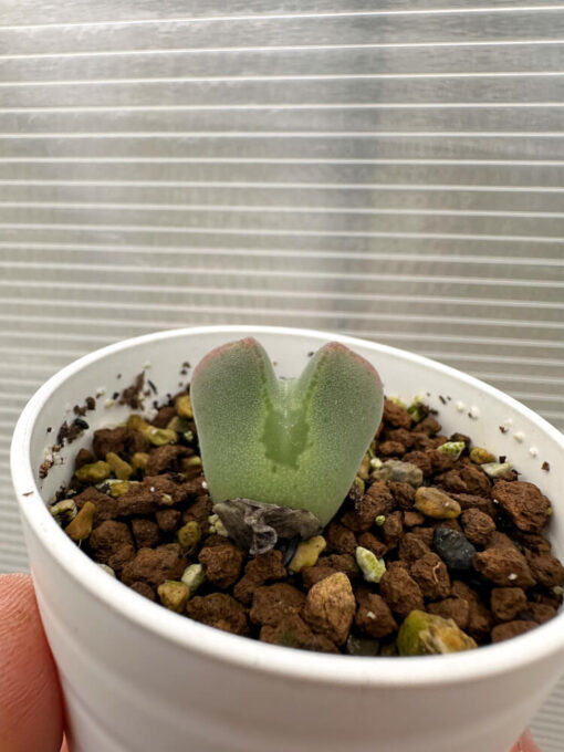 【現品限り】コノフィツム・レガレ SB793【Q46】 Conophytum regale【植物】塊根植物 夏型 コーデックス - 画像 (3)