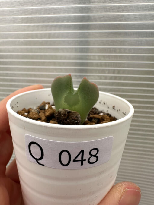 【現品限り】コノフィツム・レガレ SB793【Q48】 Conophytum regale【植物】塊根植物 夏型 コーデックス