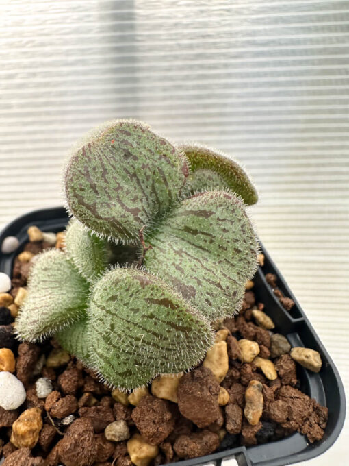 【現品限り】チレコドン・ノルティ【Q4】 Tylecodon nolteei【植物】塊根植物 夏型 コーデックス - 画像 (2)