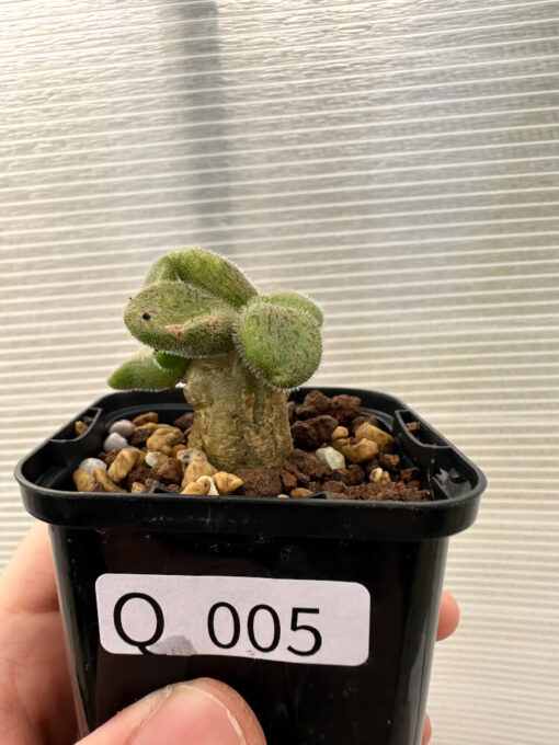 【現品限り】チレコドン・ノルティ【Q5】 Tylecodon nolteei【植物】塊根植物 夏型 コーデックス