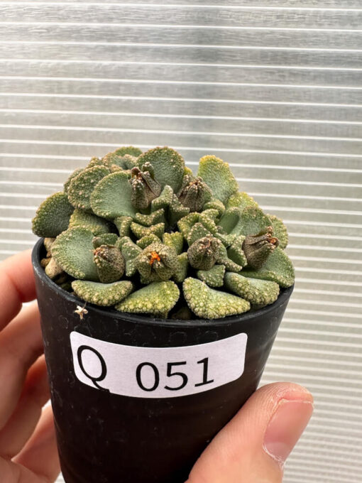 【現品限り】チタノプシス 天女扇【Q51】 Titanopsis hugo-schlechteri【植物】塊根植物 夏型 コーデックス