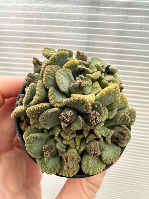 【現品限り】チタノプシス 天女扇【Q51】 Titanopsis hugo-schlechteri【植物】塊根植物 夏型 コーデックス - 画像 (2)