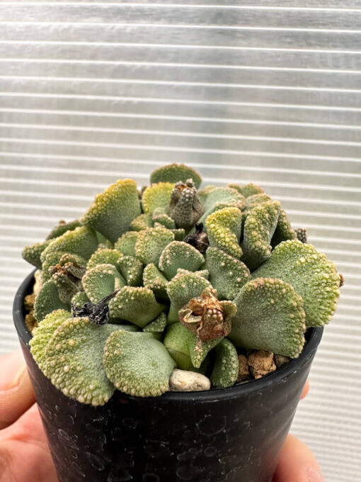 【現品限り】チタノプシス 天女扇【Q51】 Titanopsis hugo-schlechteri【植物】塊根植物 夏型 コーデックス - 画像 (3)