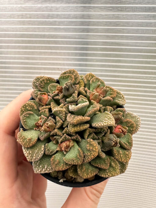 【現品限り】チタノプシス 天女扇【Q52】 Titanopsis hugo-schlechteri【植物】塊根植物 夏型 コーデックス - 画像 (2)