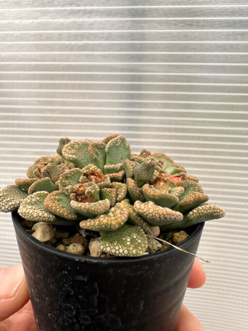 【現品限り】チタノプシス 天女扇【Q52】 Titanopsis hugo-schlechteri【植物】塊根植物 夏型 コーデックス - 画像 (3)