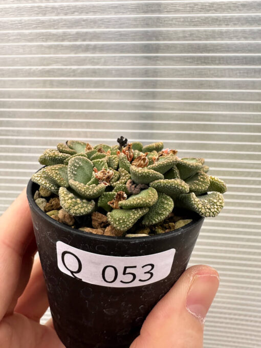 【現品限り】チタノプシス 天女扇【Q53】 Titanopsis hugo-schlechteri【植物】塊根植物 夏型 コーデックス