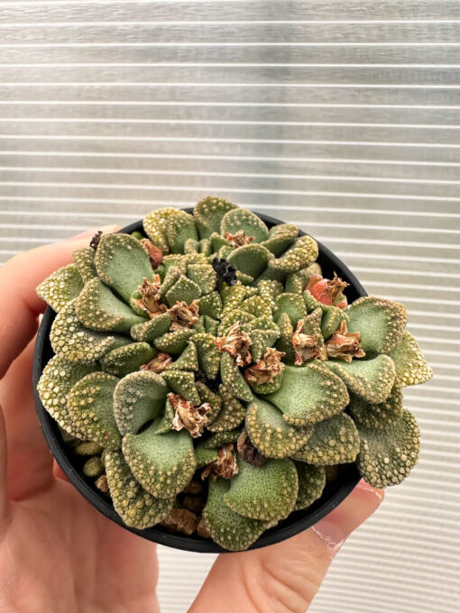 【現品限り】チタノプシス 天女扇【Q53】 Titanopsis hugo-schlechteri【植物】塊根植物 夏型 コーデックス - 画像 (2)