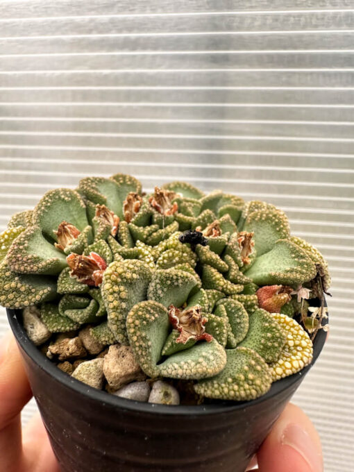 【現品限り】チタノプシス 天女扇【Q53】 Titanopsis hugo-schlechteri【植物】塊根植物 夏型 コーデックス - 画像 (3)