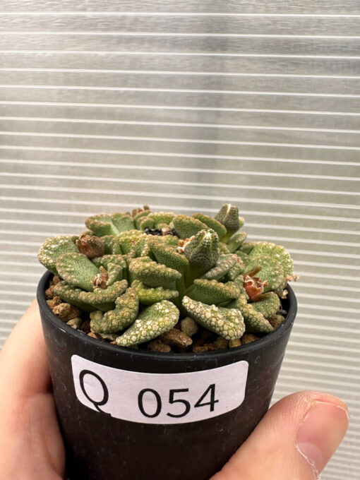 【現品限り】チタノプシス 天女扇【Q54】 Titanopsis hugo-schlechteri【植物】塊根植物 夏型 コーデックス