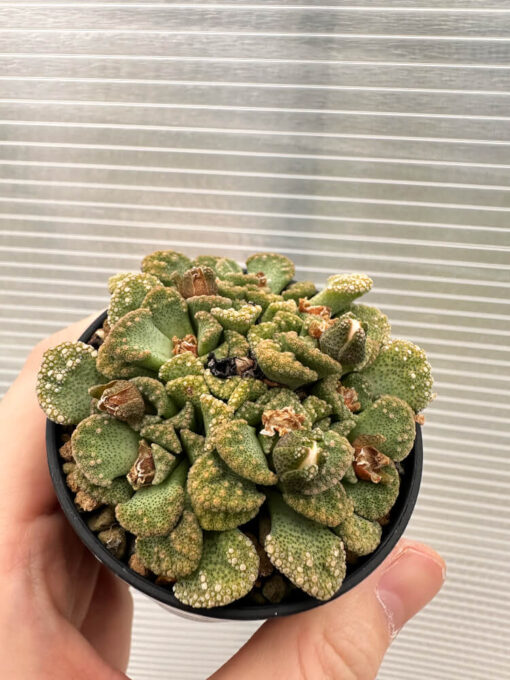 【現品限り】チタノプシス 天女扇【Q54】 Titanopsis hugo-schlechteri【植物】塊根植物 夏型 コーデックス - 画像 (2)