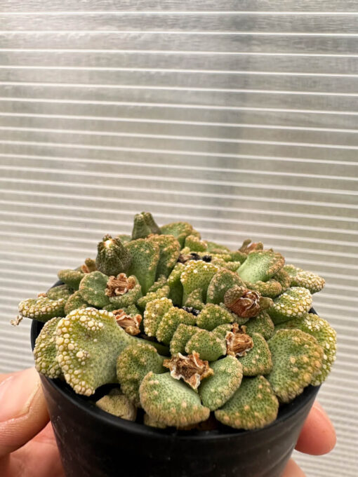 【現品限り】チタノプシス 天女扇【Q54】 Titanopsis hugo-schlechteri【植物】塊根植物 夏型 コーデックス - 画像 (3)