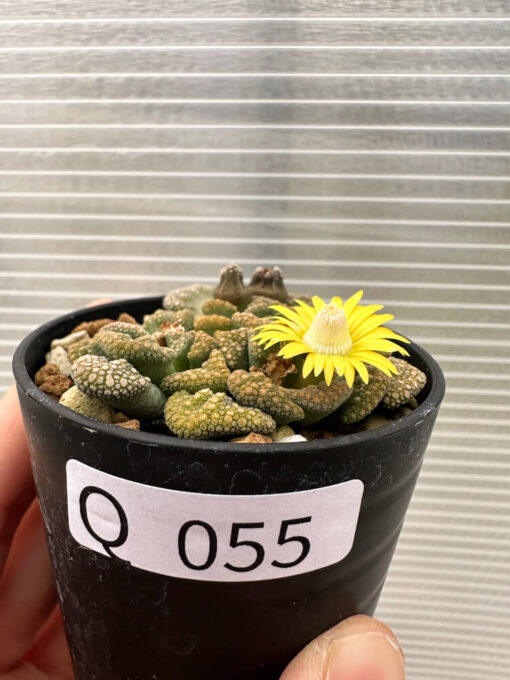 【現品限り】チタノプシス 天女扇【Q55】 Titanopsis hugo-schlechteri【植物】塊根植物 夏型 コーデックス