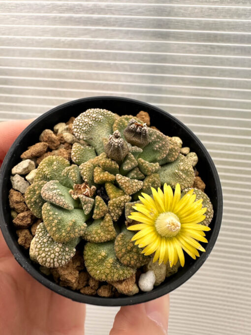 【現品限り】チタノプシス 天女扇【Q55】 Titanopsis hugo-schlechteri【植物】塊根植物 夏型 コーデックス - 画像 (2)