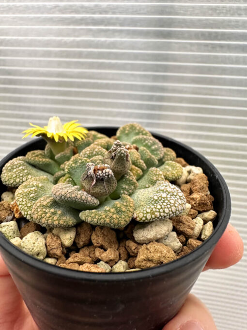 【現品限り】チタノプシス 天女扇【Q55】 Titanopsis hugo-schlechteri【植物】塊根植物 夏型 コーデックス - 画像 (3)