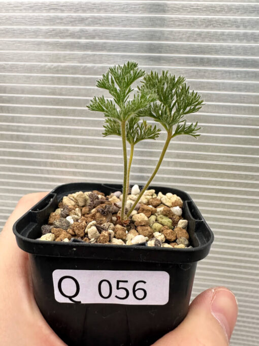 【現品限り】ペラルゴニウム・トリステ 実生【Q56】 Pelargonium triste【植物】塊根植物 夏型 コーデックス