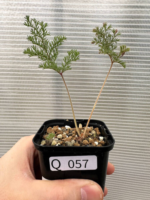 【現品限り】ペラルゴニウム・トリステ 実生【Q57】 Pelargonium triste【植物】塊根植物 夏型 コーデックス