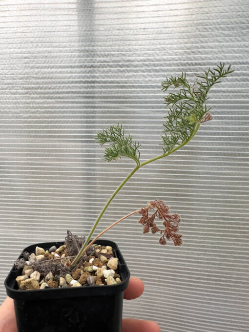 【現品限り】ペラルゴニウム・トリステ 実生【Q59】 Pelargonium triste【植物】塊根植物 夏型 コーデックス - 画像 (3)