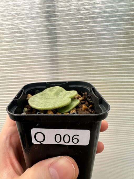 【現品限り】チレコドン・シングラリス【Q6】 Tylecodon singularis【植物】塊根植物 夏型 コーデックス