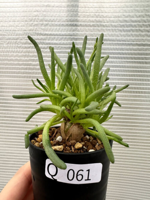 【現品限り】フィロボルス・テヌイフロルス【Q61】 Phyllobolus tenuiflorus【植物】塊根植物 夏型 コーデックス