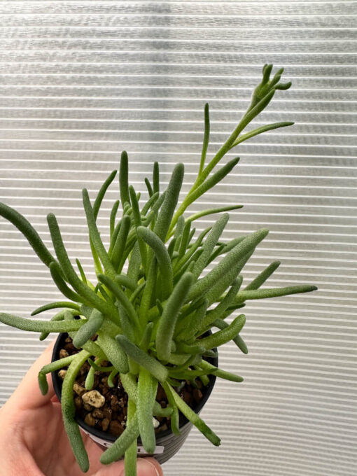 【現品限り】フィロボルス・テヌイフロルス【Q61】 Phyllobolus tenuiflorus【植物】塊根植物 夏型 コーデックス - 画像 (2)