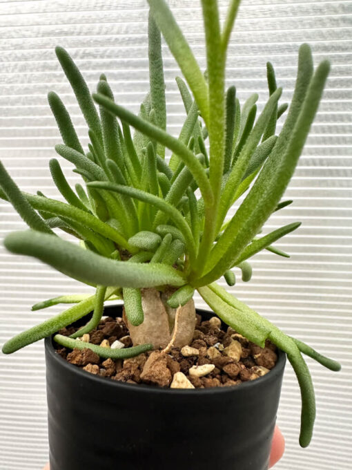 【現品限り】フィロボルス・テヌイフロルス【Q61】 Phyllobolus tenuiflorus【植物】塊根植物 夏型 コーデックス - 画像 (3)