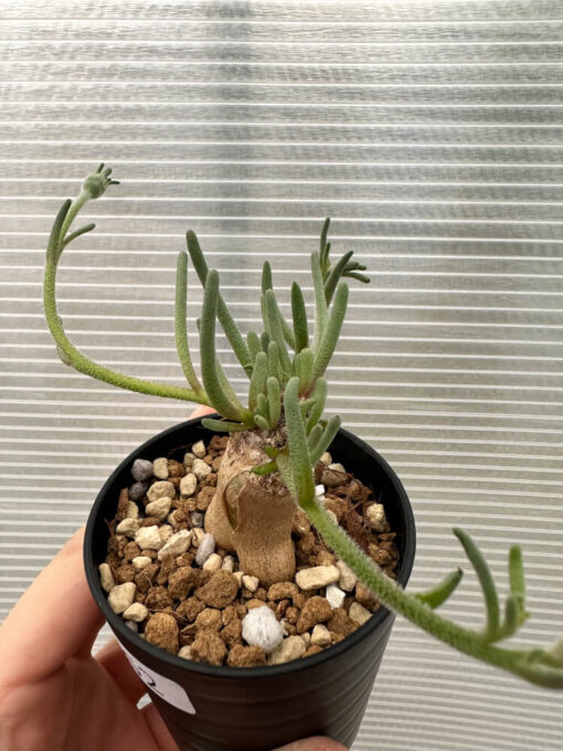 【現品限り】フィロボルス・テヌイフロルス【Q62】 Phyllobolus tenuiflorus【植物】塊根植物 夏型 コーデックス - 画像 (2)