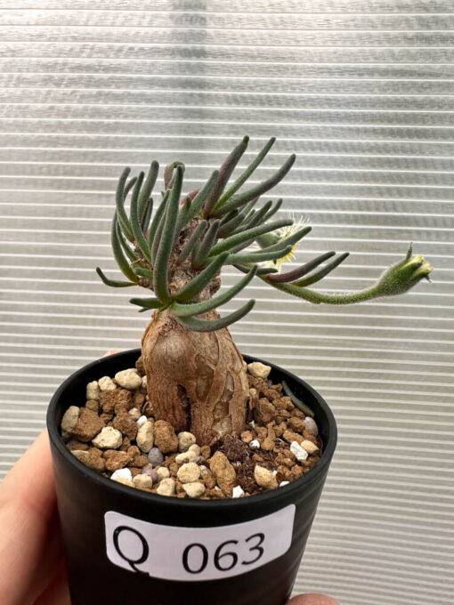 【現品限り】フィロボルス・テヌイフロルス【Q63】 Phyllobolus tenuiflorus【植物】塊根植物 夏型 コーデックス