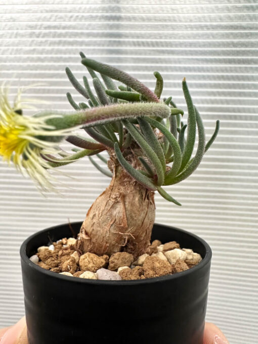 【現品限り】フィロボルス・テヌイフロルス【Q63】 Phyllobolus tenuiflorus【植物】塊根植物 夏型 コーデックス - 画像 (3)