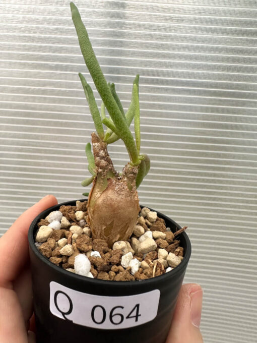 【現品限り】フィロボルス・テヌイフロルス【Q64】 Phyllobolus tenuiflorus【植物】塊根植物 夏型 コーデックス