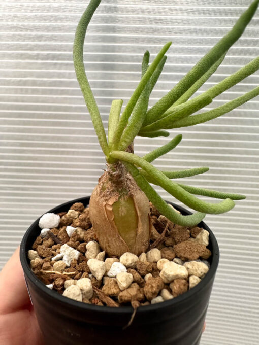 【現品限り】フィロボルス・テヌイフロルス【Q64】 Phyllobolus tenuiflorus【植物】塊根植物 夏型 コーデックス - 画像 (2)