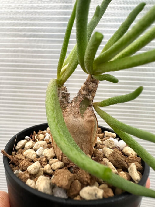 【現品限り】フィロボルス・テヌイフロルス【Q64】 Phyllobolus tenuiflorus【植物】塊根植物 夏型 コーデックス - 画像 (3)