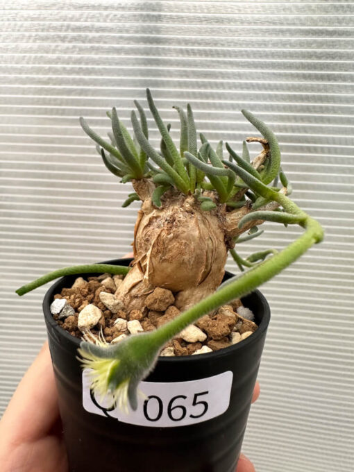 【現品限り】フィロボルス・テヌイフロルス【Q65】 Phyllobolus tenuiflorus【植物】塊根植物 夏型 コーデックス