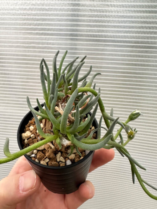 【現品限り】フィロボルス・テヌイフロルス【Q65】 Phyllobolus tenuiflorus【植物】塊根植物 夏型 コーデックス - 画像 (2)