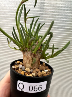 プラントブラザーズ