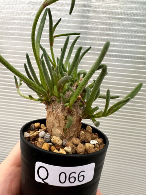 【現品限り】フィロボルス・テヌイフロルス【Q66】 Phyllobolus tenuiflorus【植物】塊根植物 夏型 コーデックス