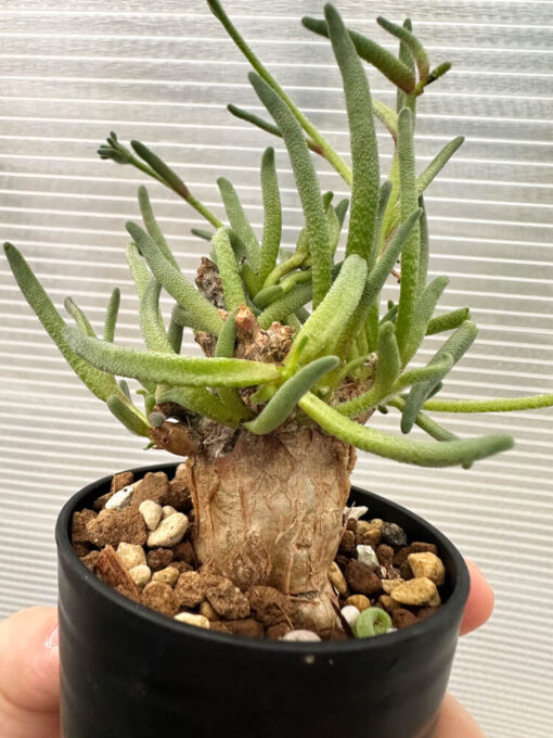 【現品限り】フィロボルス・テヌイフロルス【Q66】 Phyllobolus tenuiflorus【植物】塊根植物 夏型 コーデックス - 画像 (3)