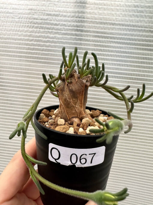 【現品限り】フィロボルス・テヌイフロルス【Q67】 Phyllobolus tenuiflorus【植物】塊根植物 夏型 コーデックス