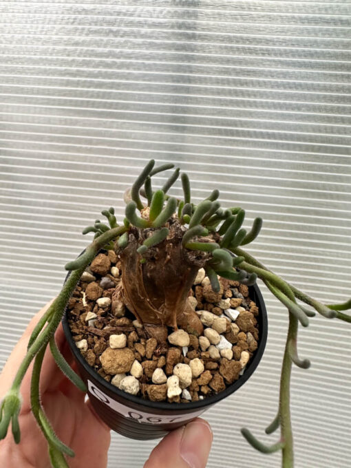 【現品限り】フィロボルス・テヌイフロルス【Q67】 Phyllobolus tenuiflorus【植物】塊根植物 夏型 コーデックス - 画像 (2)