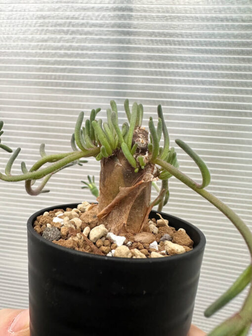 【現品限り】フィロボルス・テヌイフロルス【Q67】 Phyllobolus tenuiflorus【植物】塊根植物 夏型 コーデックス - 画像 (3)