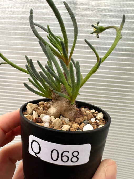 【現品限り】フィロボルス・テヌイフロルス【Q68】 Phyllobolus tenuiflorus【植物】塊根植物 夏型 コーデックス